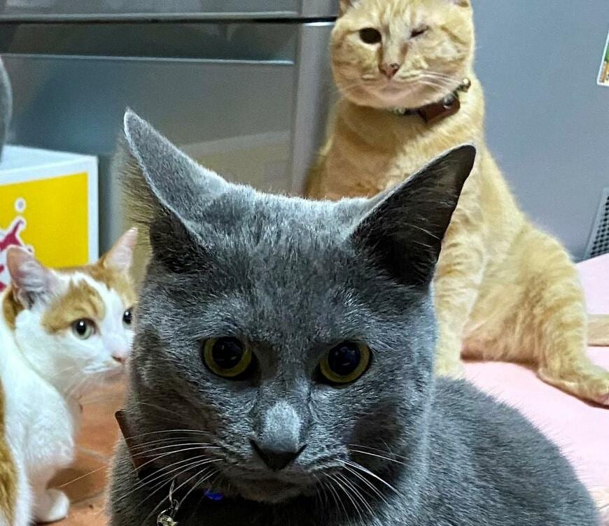 出所：@luna7taka9