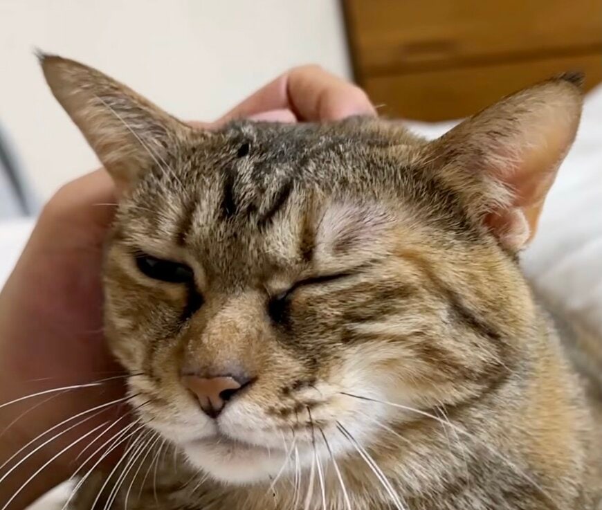 「なでなでが足りない」アピールする猫ちゃん　諦めて取った行動に「全てが尊い」と反響