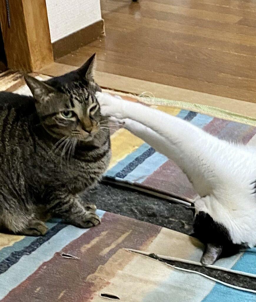 出所：@00shitemita 