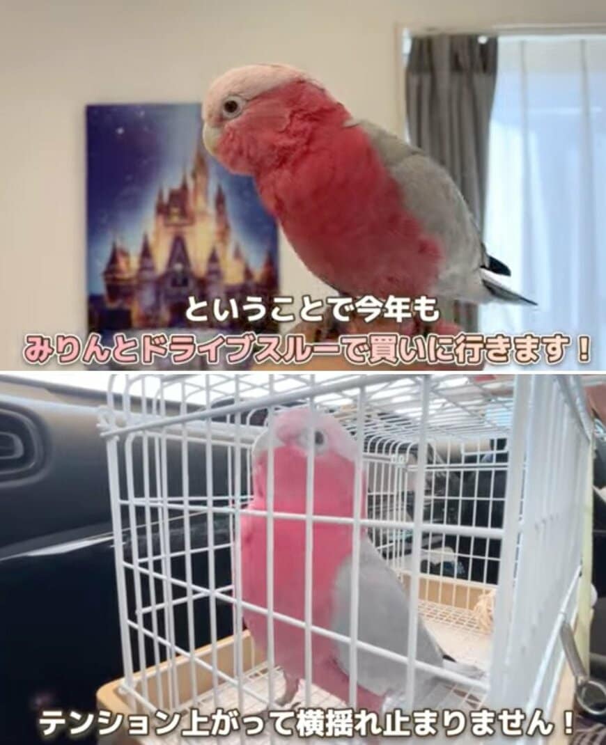 出所：@anz_omomiri