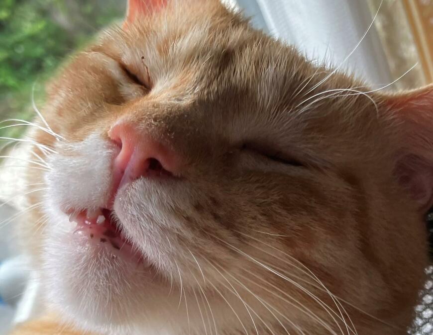 出所：@Beercat_Ana_Dar