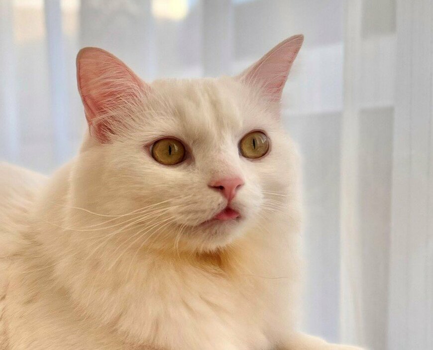 出所：@meltube_cat