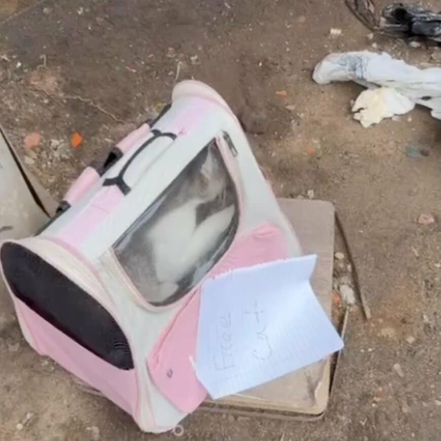 キャリーバッグごと捨てられ…母猫と6匹の子猫を保護 元気な姿に「救ってくれてありがとう」の声