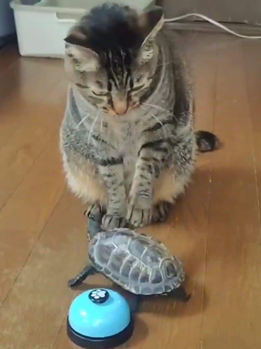 出所：@Mh0MLiErcV8E97C