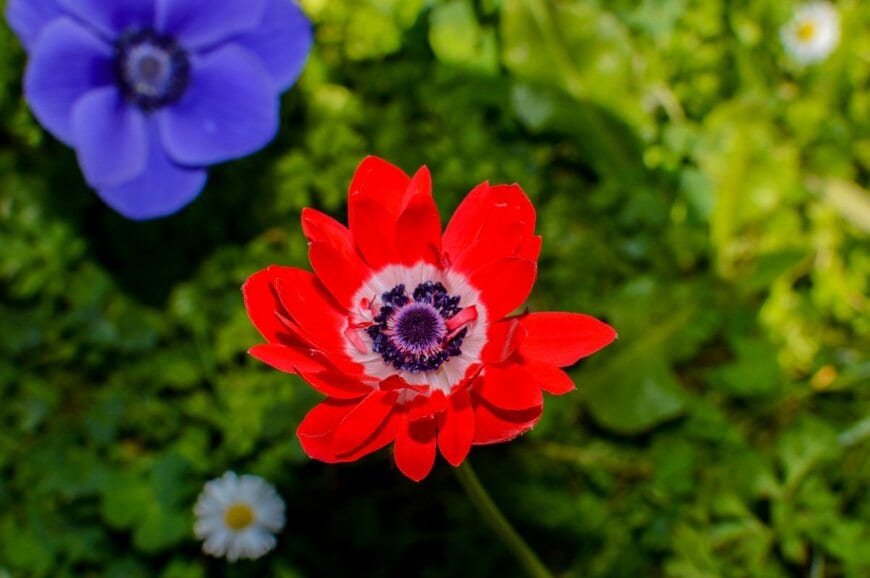 DiegoMariottini/shutterstock.com