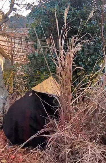 出所：@kusakari.zamurai