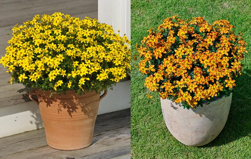 出所：サントリーフラワーズ　ビーダンス