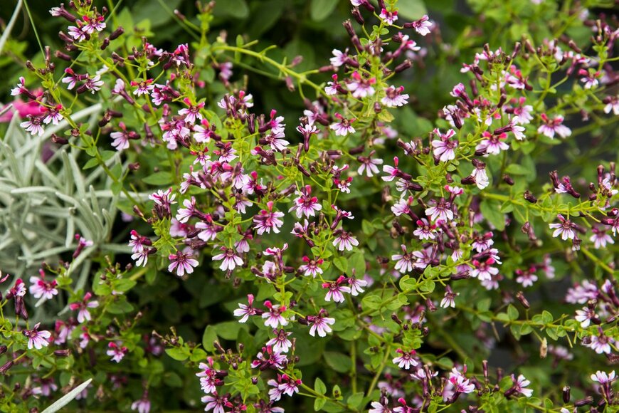 クフェア ピンクシマー（Wiert nieuman/shutterstock.com）