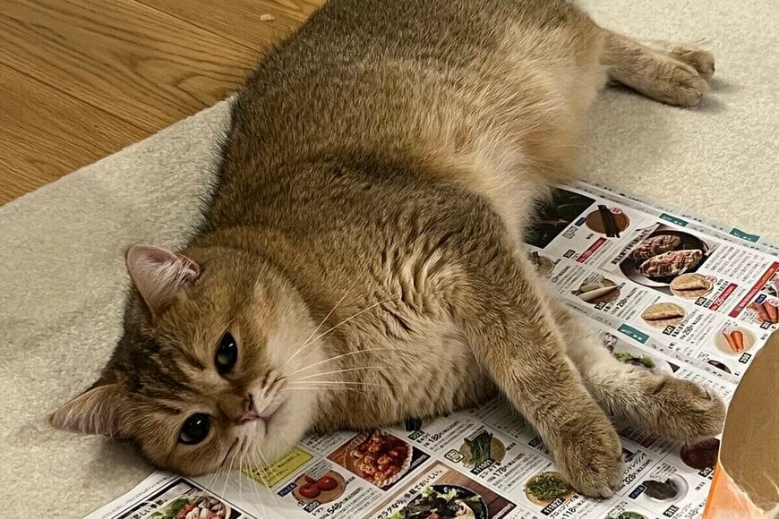 スイッチが入った猫の「決定的瞬間」を撮影 とんでもなく豪快な姿に「躍動感すごい」「お見事」