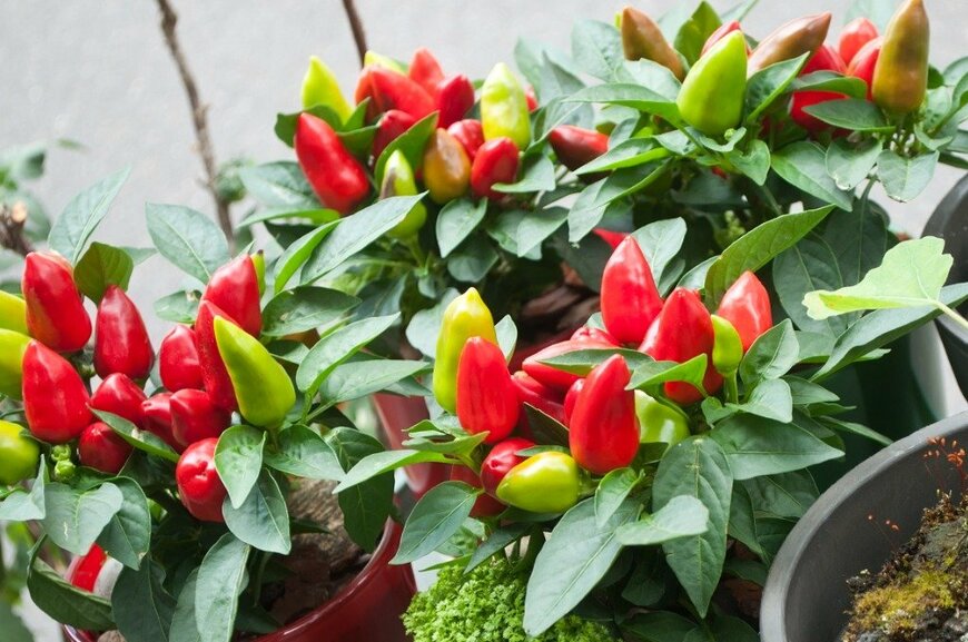 Neydtstock/istockphoto.com