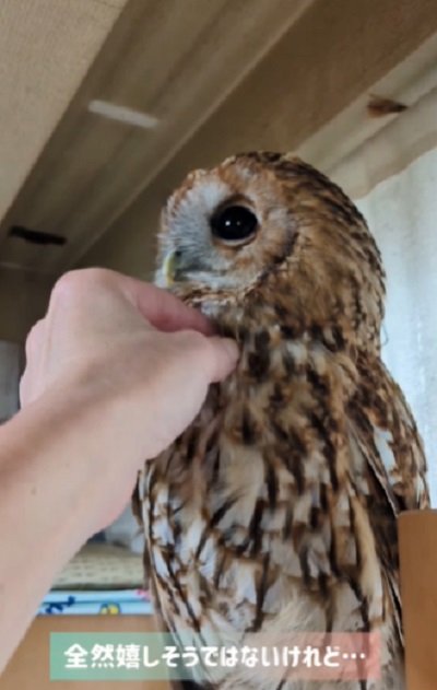 出所:@mori_luna_tawny_owl