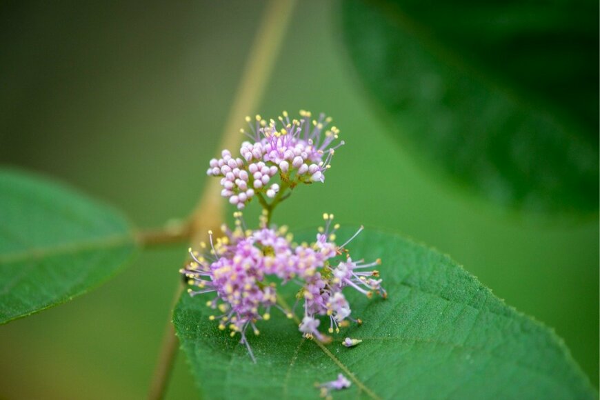 Linjerry/istockphoto.com