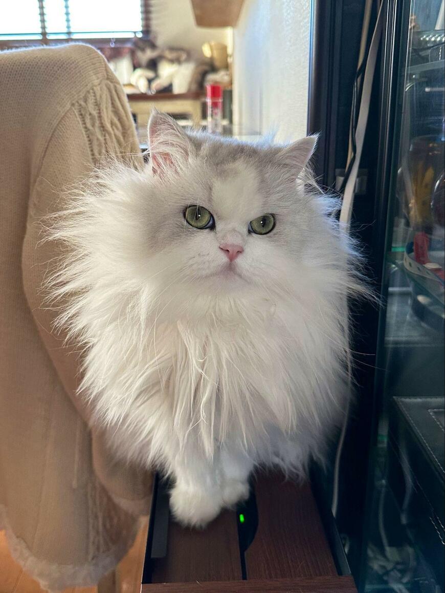 出所：@NEKOLAND13