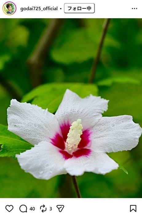 伍代夏子のInstagram投稿（日の丸木槿の花）