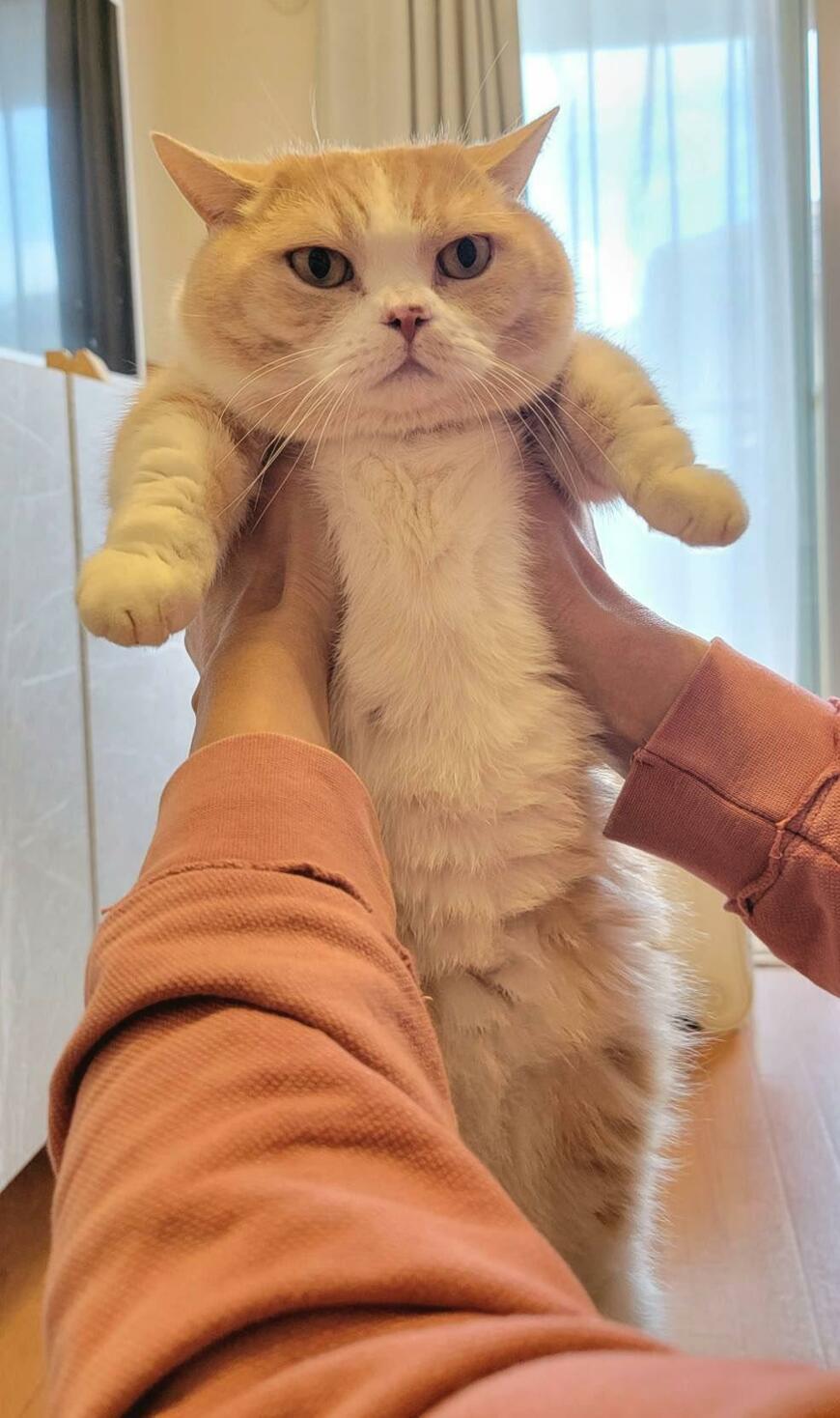 出所：@nekotansoku