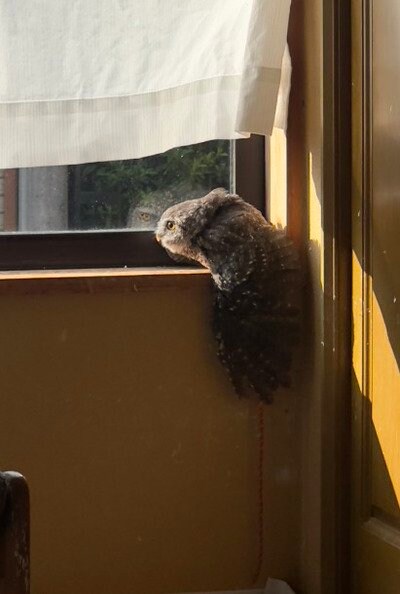 出所：@9Ougonnokaze