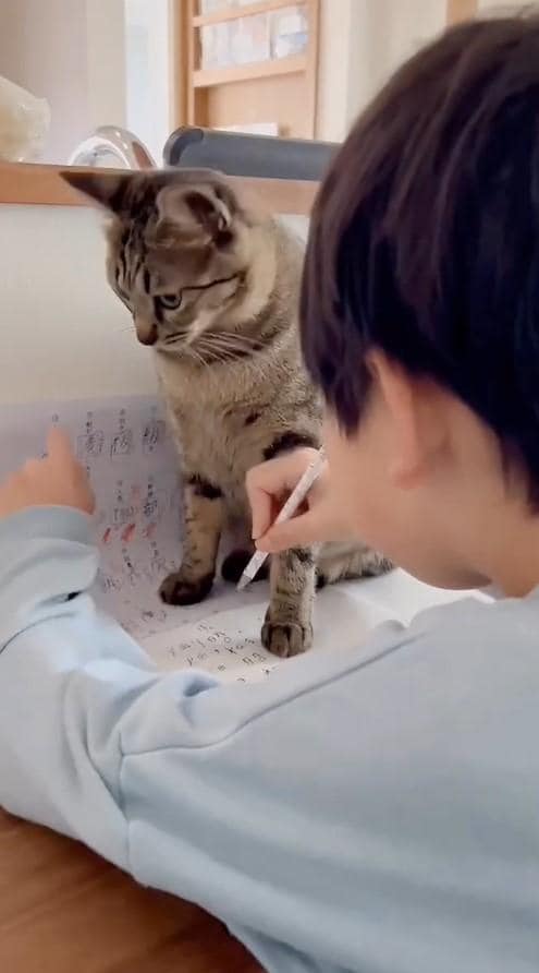 出所：@omame_mamegram