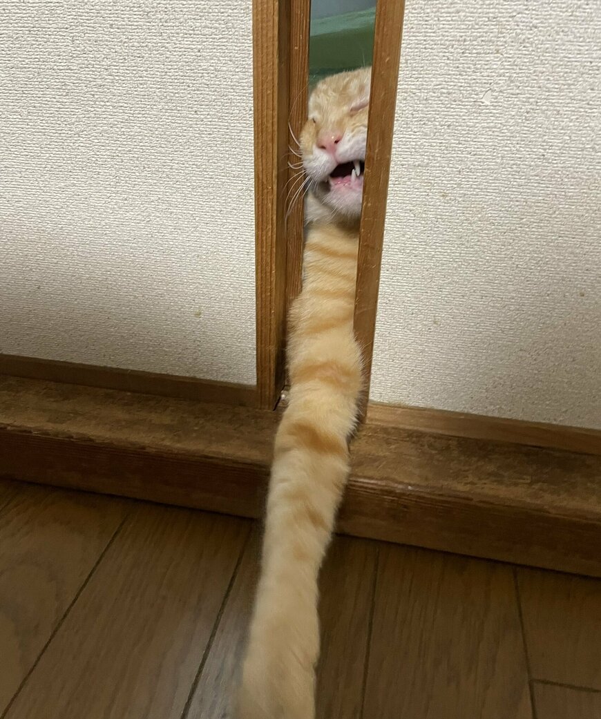 出所：@Beercat_Ana_Dar