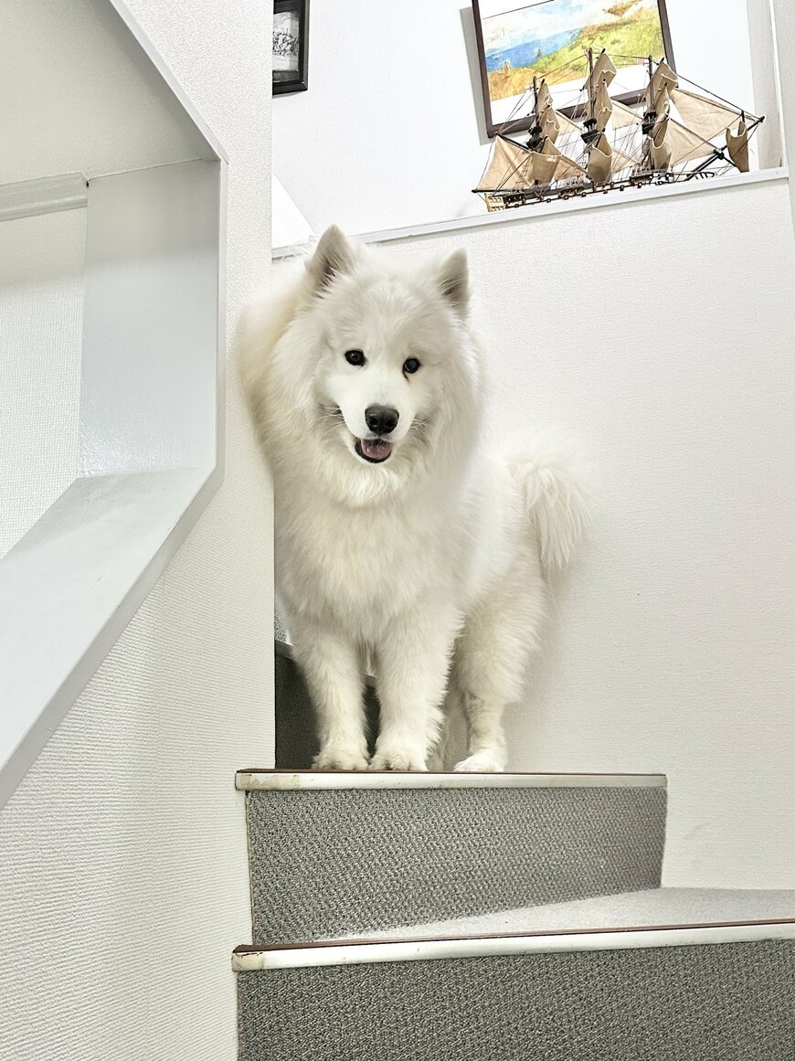 出所：@samoedsoran