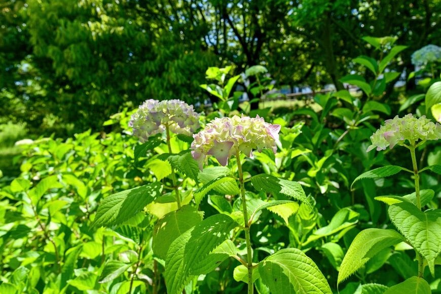 scott mirror/Shutterstock.com