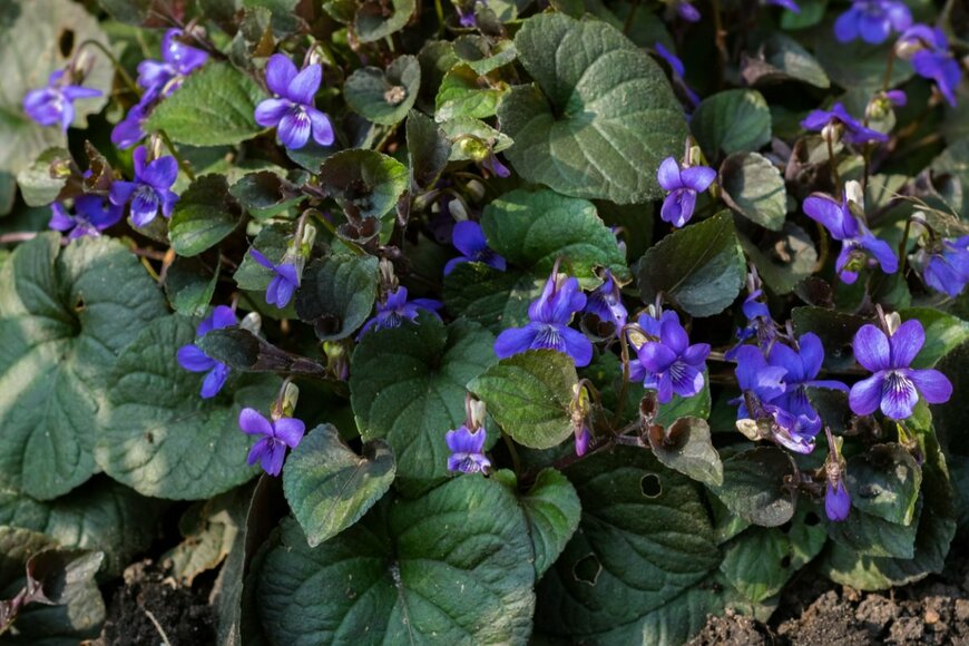 Menno van der Haven/shutterstock.com