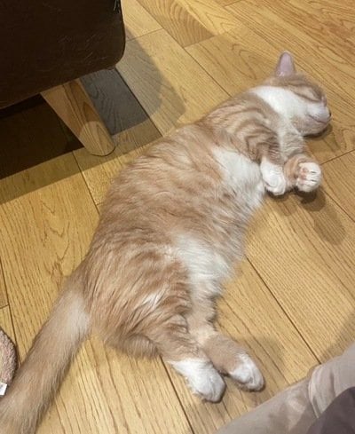 出所：@kotaro_0315