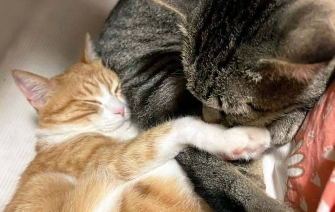 出所：@mero627puri914