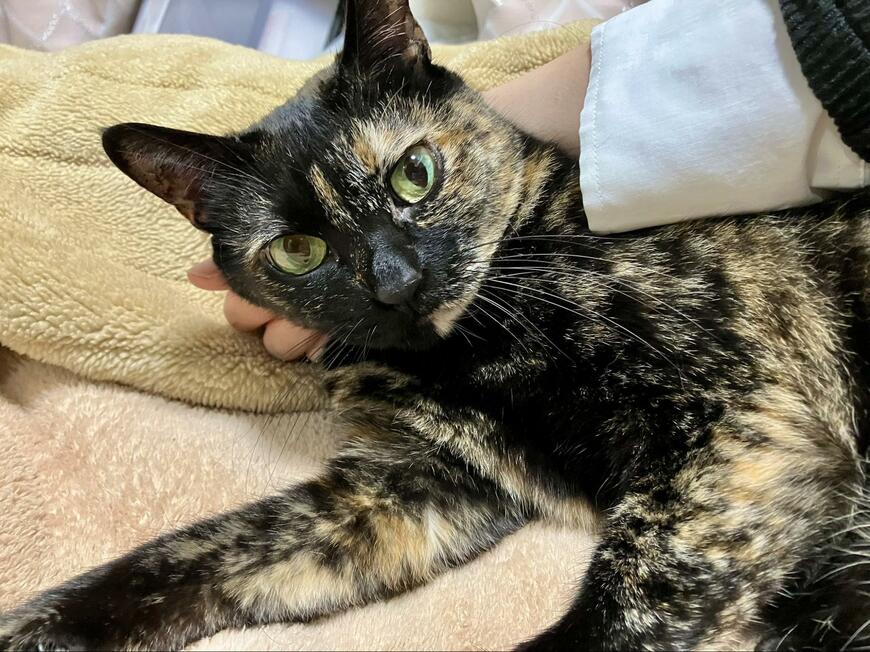 出所：@TTomoecarl