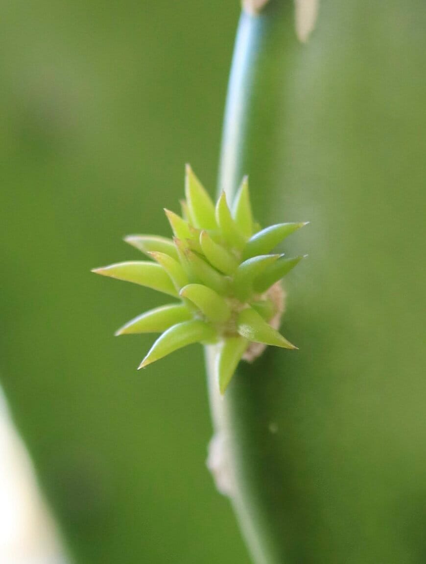 出所：@umigame_kouen