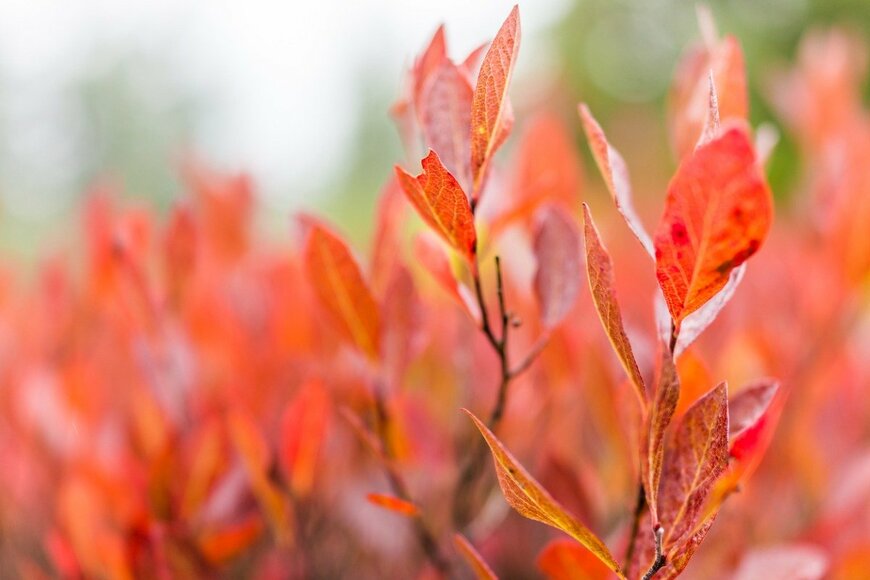 【秋のガーデニング】紅葉が美しい〈秋の庭におすすめの低木〉7選