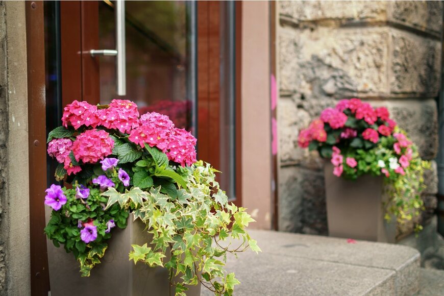 【春のガーデニング】小さい庭や花壇・玄関でも楽しめる！オシャレで個性的、オススメの花6選