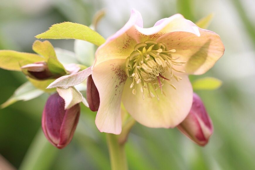 淡いワインレッドの花を咲かせている、クリスマスローズ