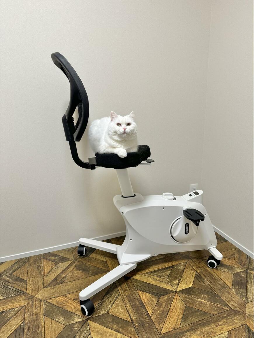 エアロバイクと猫