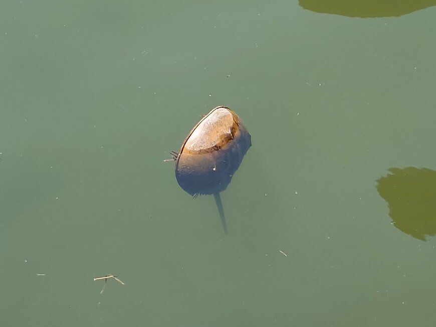 住宅街の横を流れる川で発見されたカブトガニ