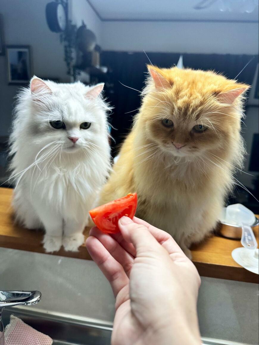 勘違いした猫たち