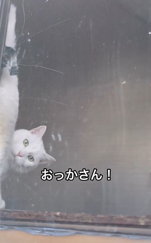 ママを心配する猫