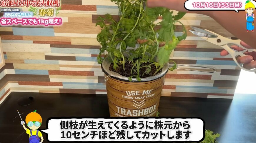 出所:@mikanbo-ya1987