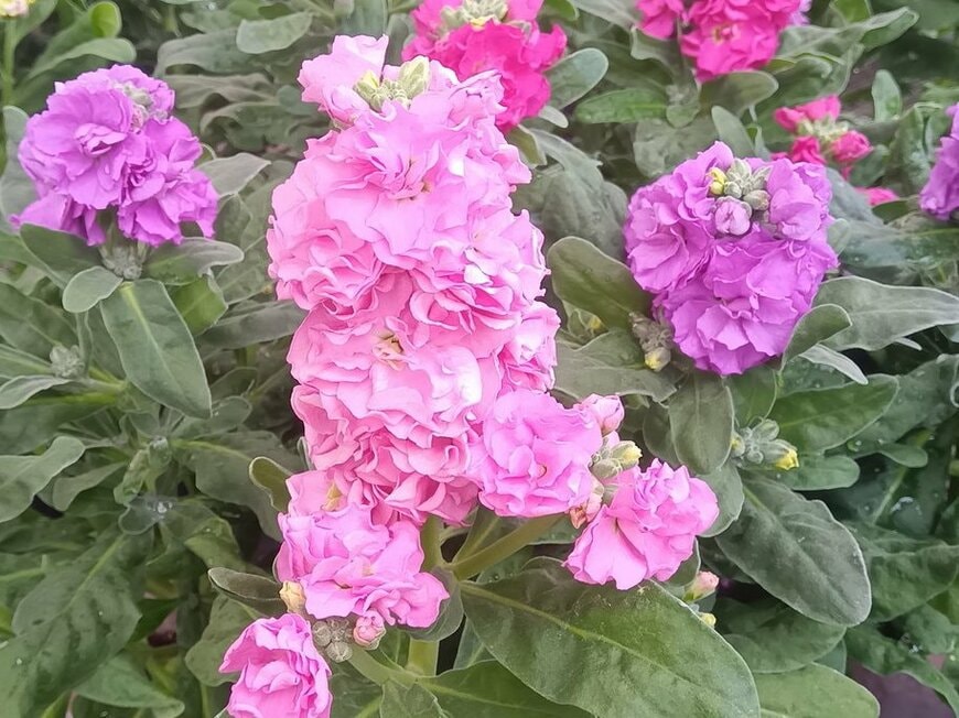 うす紫やピンクの花を咲かせている、ストック