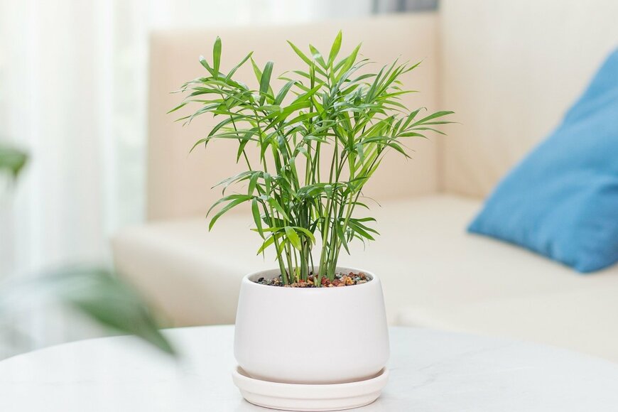 スタイリッシュな細葉がおしゃれな「テーブルヤシ」