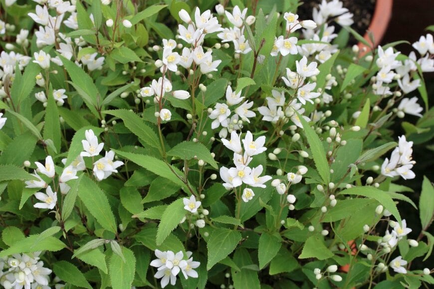 白い小花を咲かせているヒメウツギ