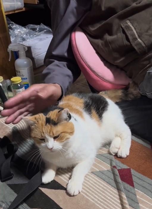 お父さんと猫