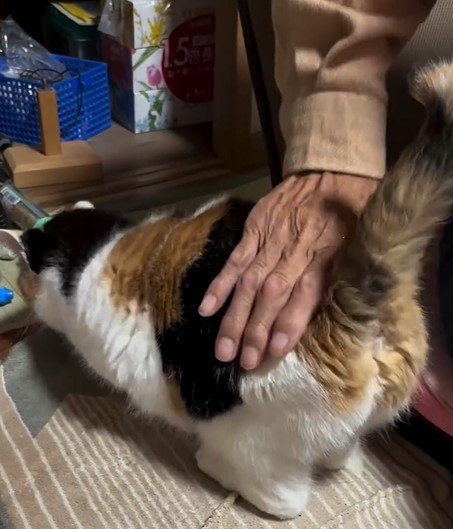 ポンポンしてもらう猫