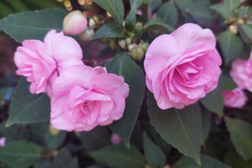 ピンクのインパチェンスの花のアップ画像