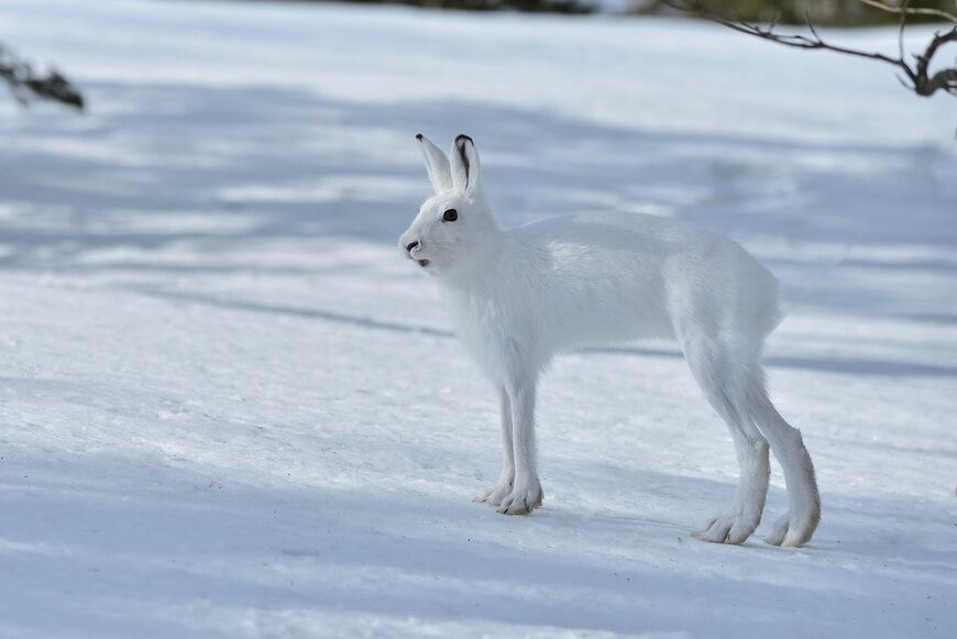 雪原にただずむウサギ