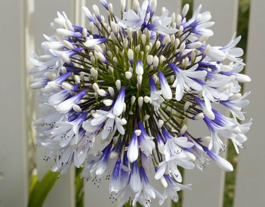 アガパンサスの花。色は白と紫