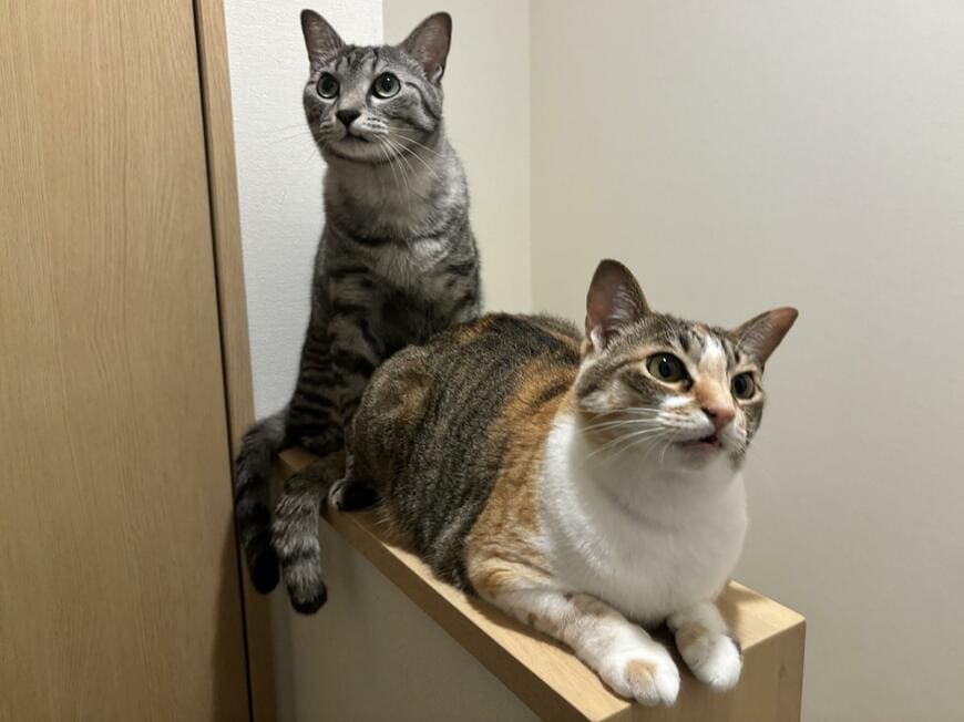 コショコショが好きな猫