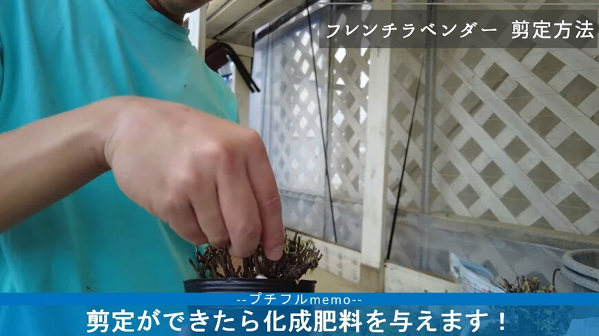 フレンチラベンダーの剪定。肥料を与える