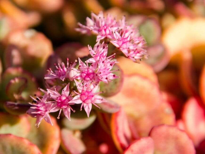 ピンクの小花を咲かせているミセバヤ。葉はオレンジ色に紅葉している