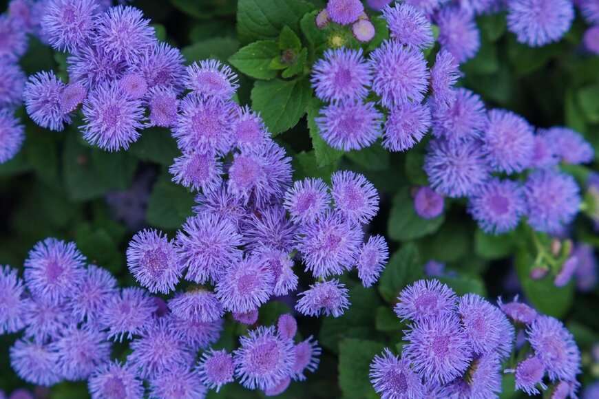 青い花を咲かせている、アゲラタム