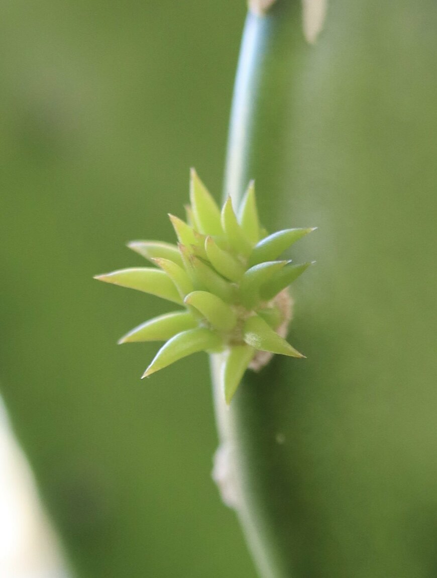 サボテンの小さな芽